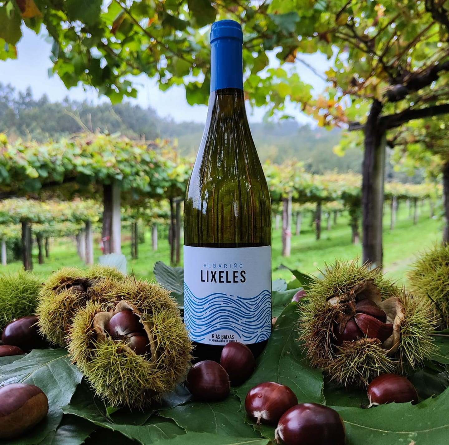 Botella de Lixeles entre castañas en el viñedo