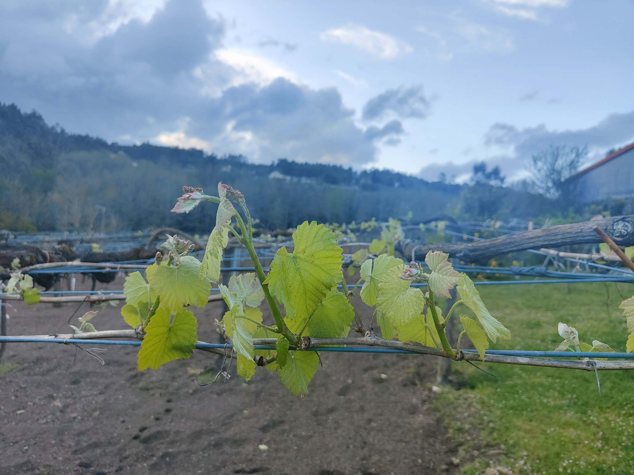 Brotación de la viña en primavera en la ribera del Ulla
