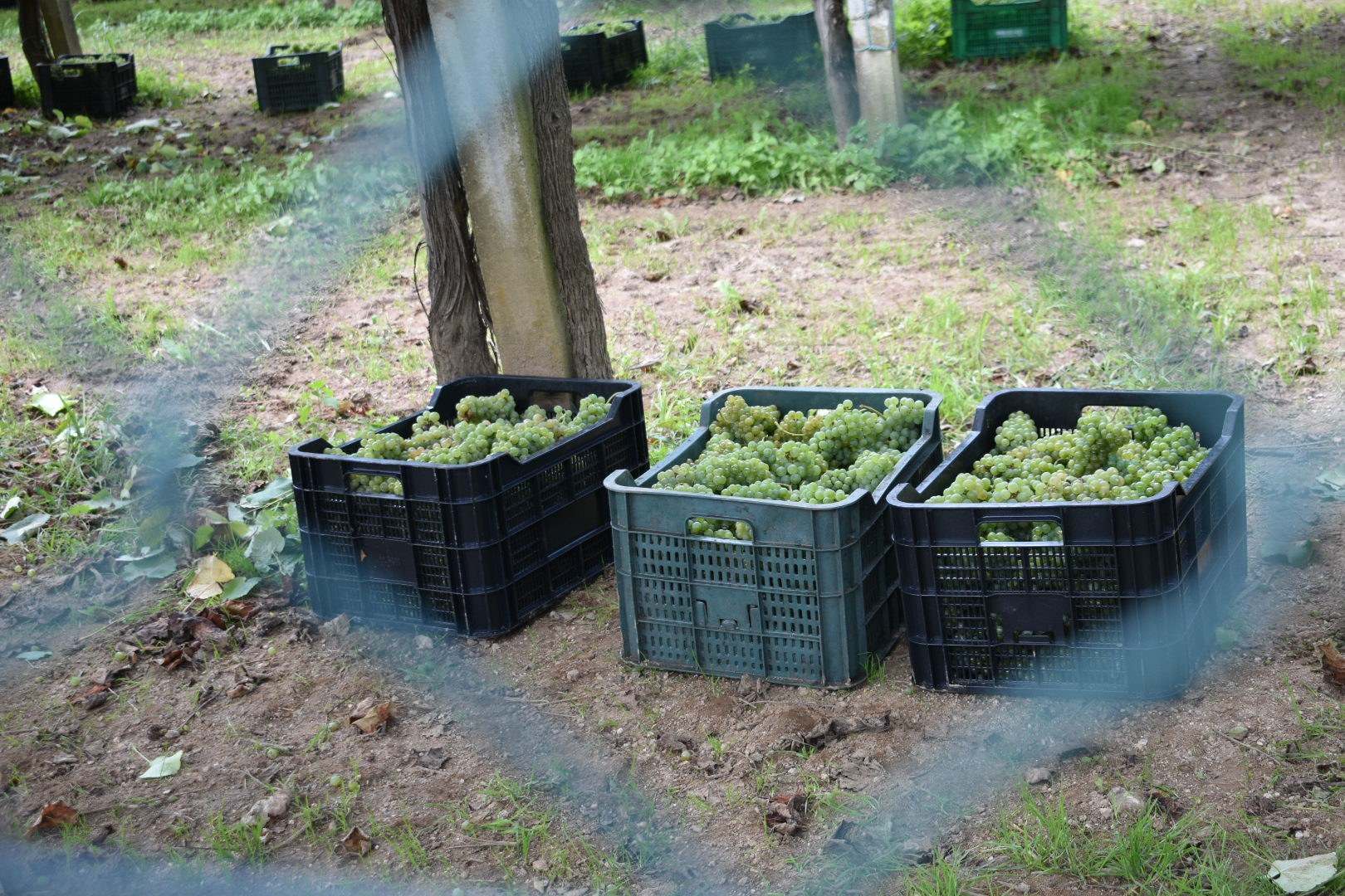 Cajas llenas de uva albariño durante la vendimia