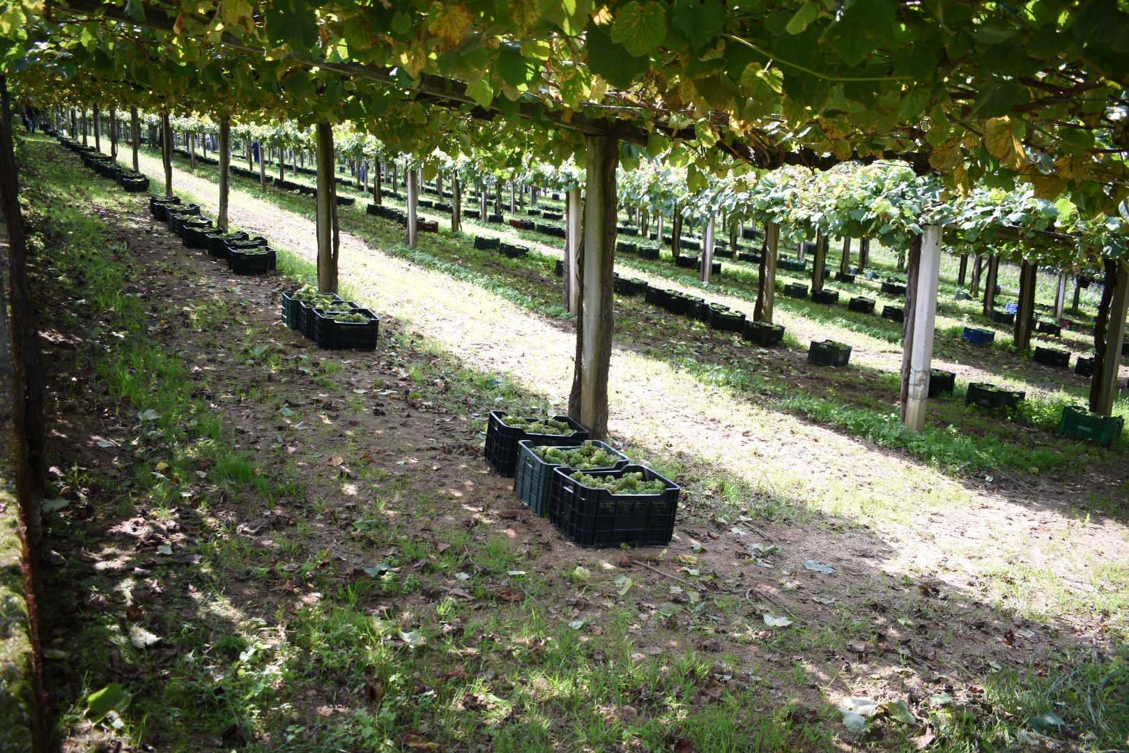 Cajas de vendimia entre las filas del emparrado