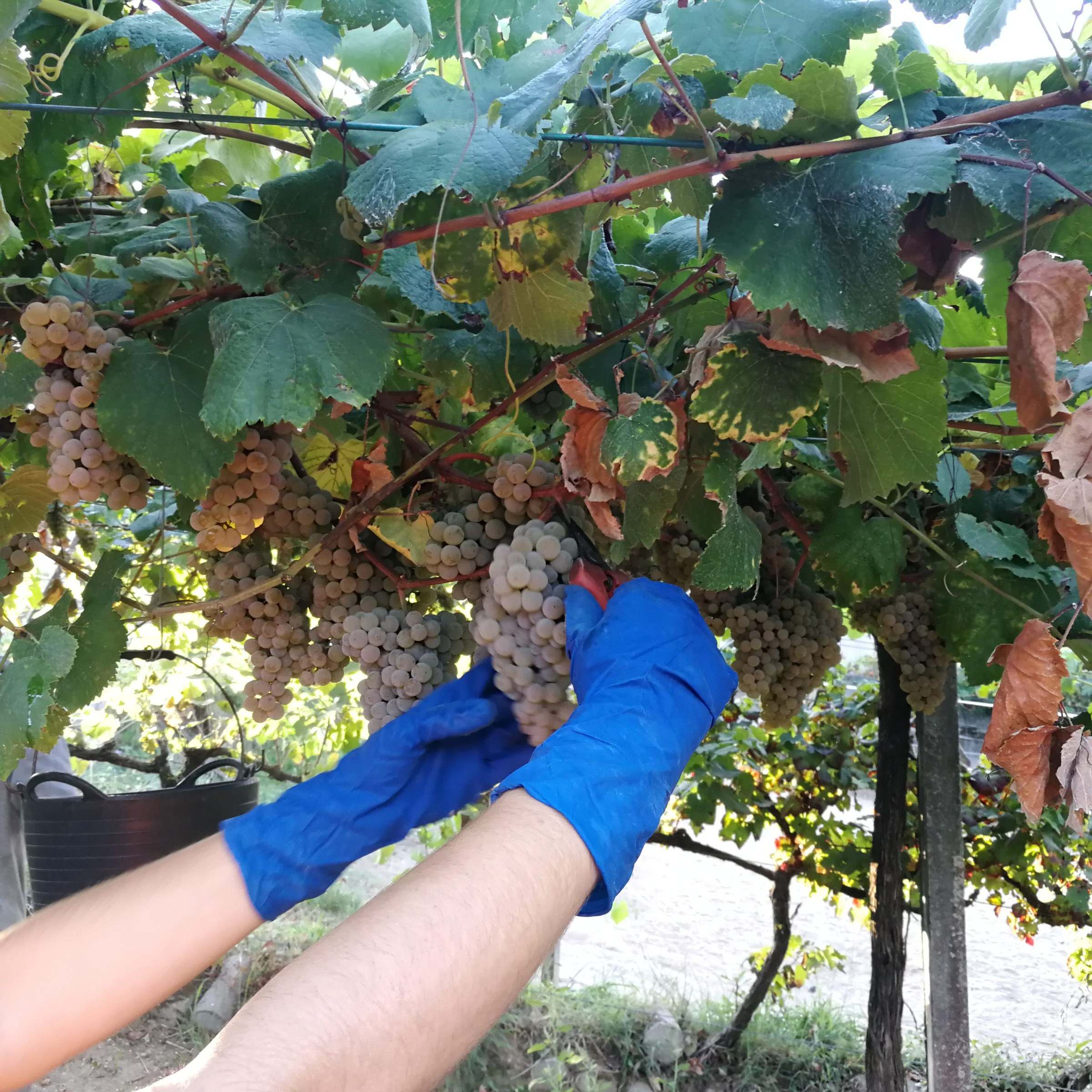 Vendimia a mano de un racimo de albariño bajo el emparrado