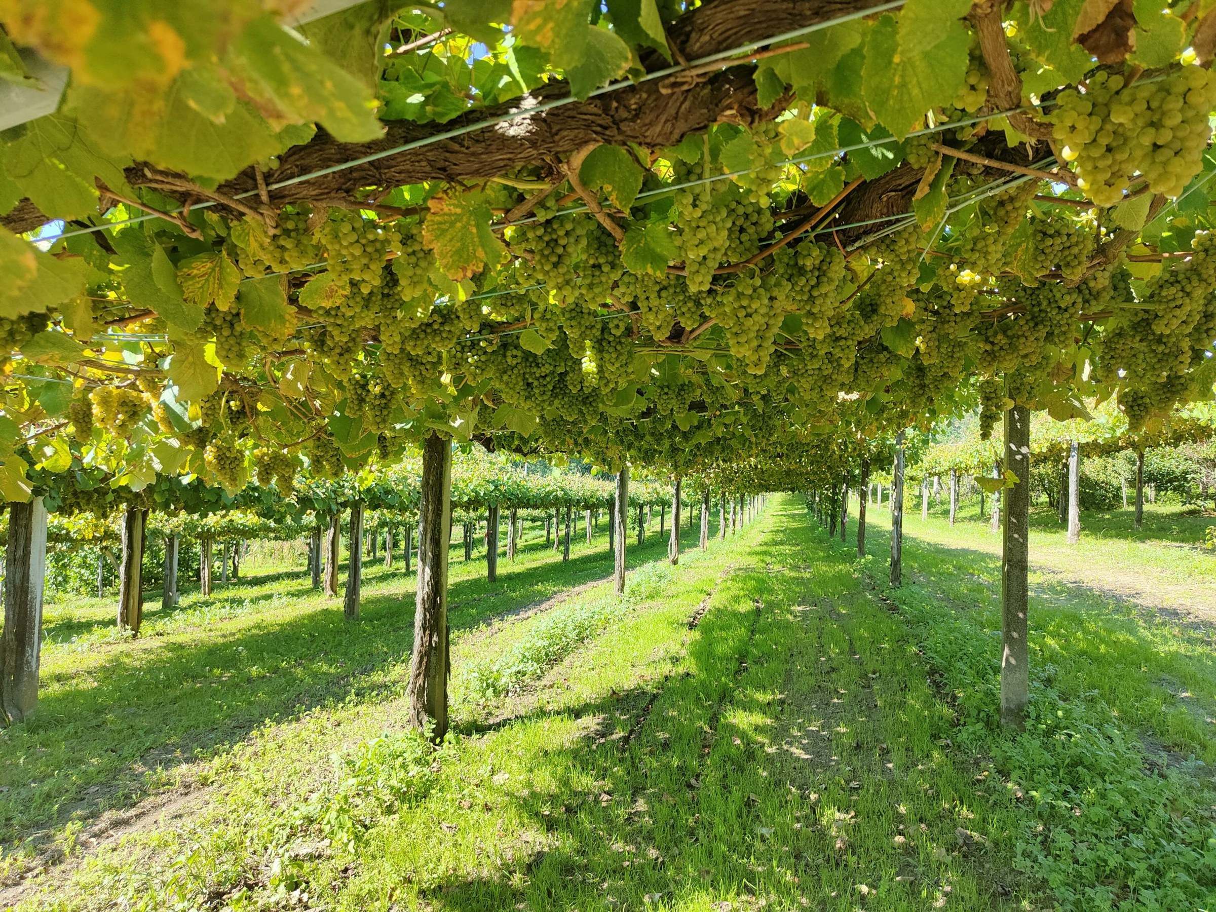 Viñedo en emparrado tradicional en verano