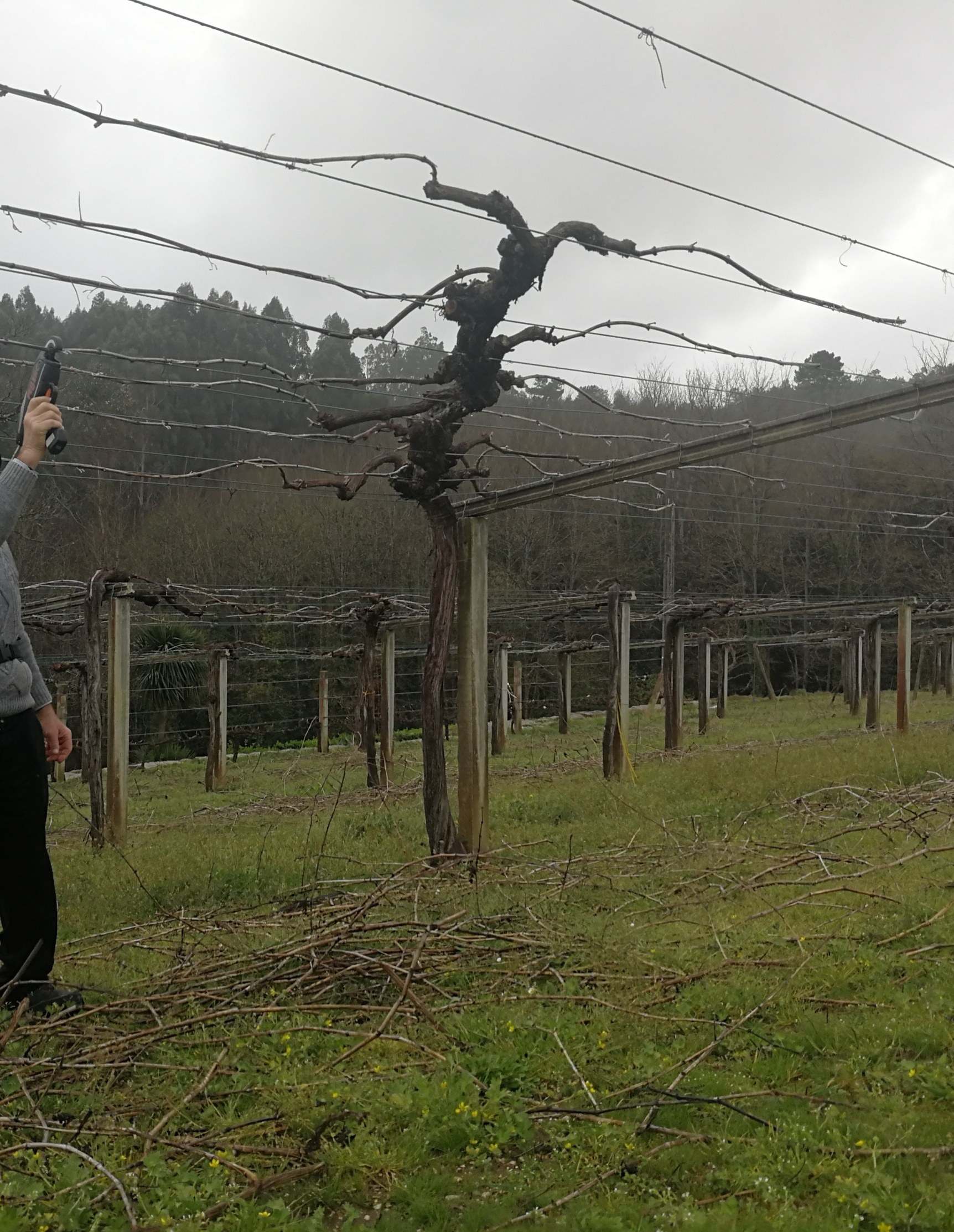 El viñedo en invierno, después de la poda